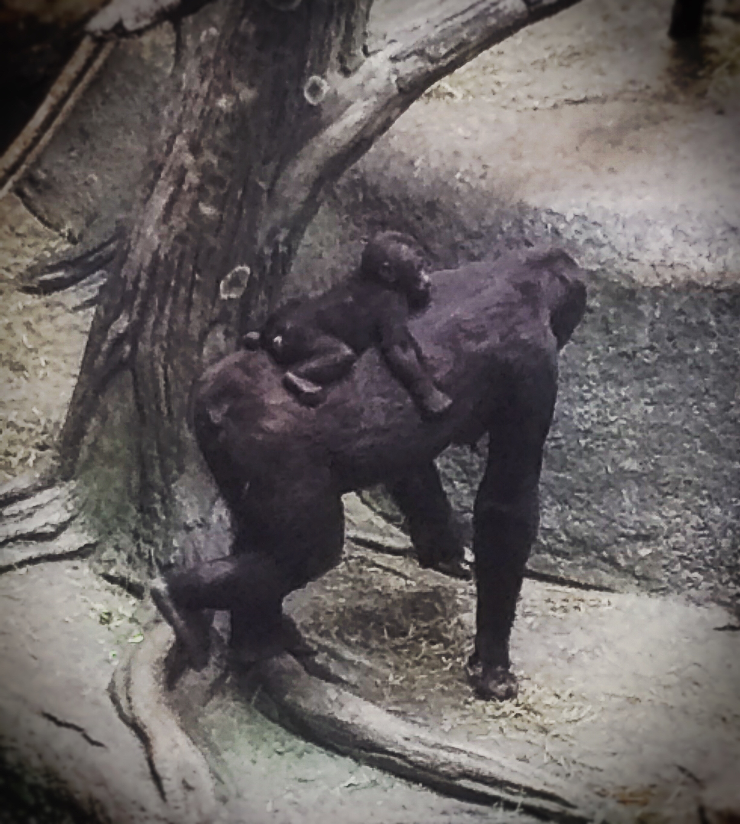Parenting Lessons at the Zoo